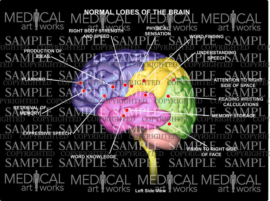 4 lobes of the brain and their functions