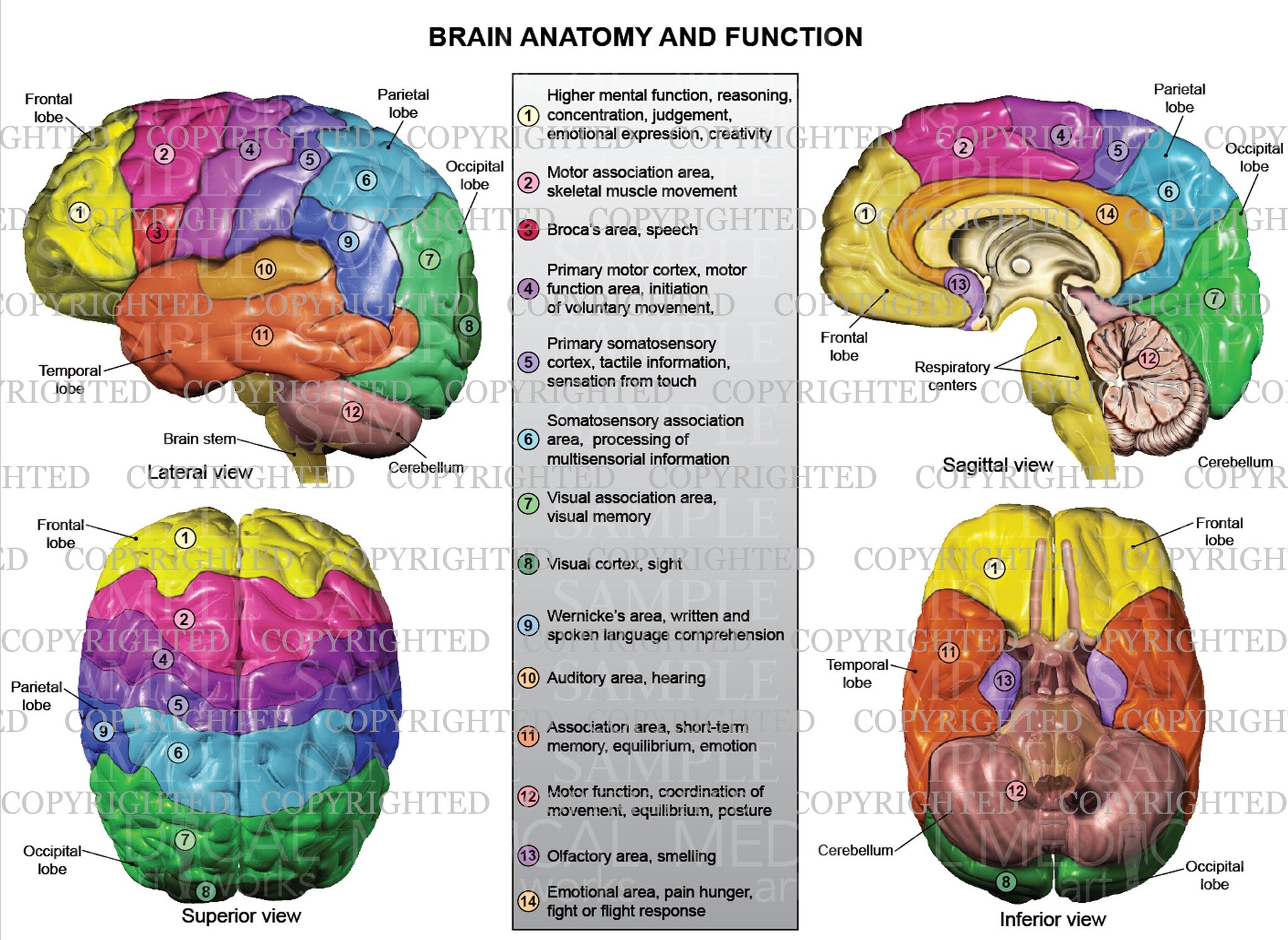 human brain anatomy and functions