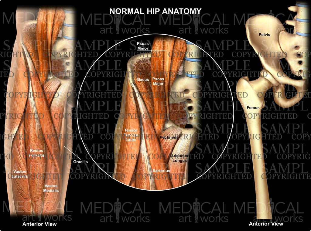hip bone anatomy medial