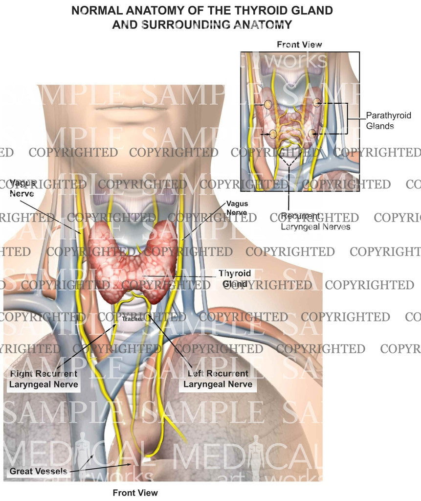 neck anatomy thyroid