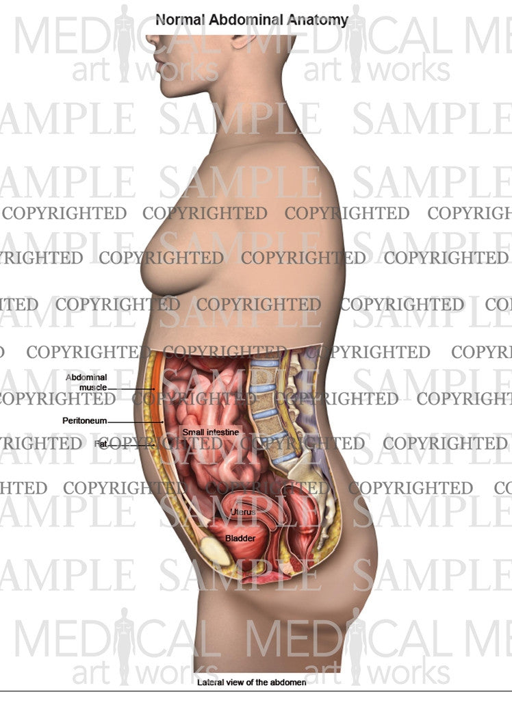 Anatomy of the Lower Abdomen - Female Side view
