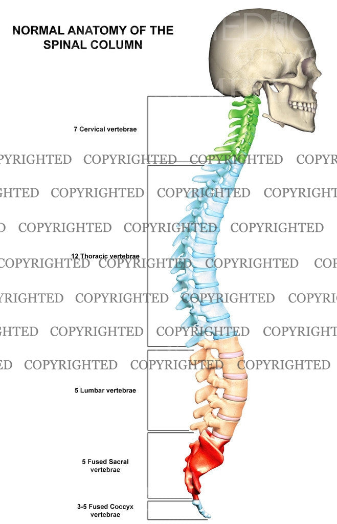 vertebral column diagram