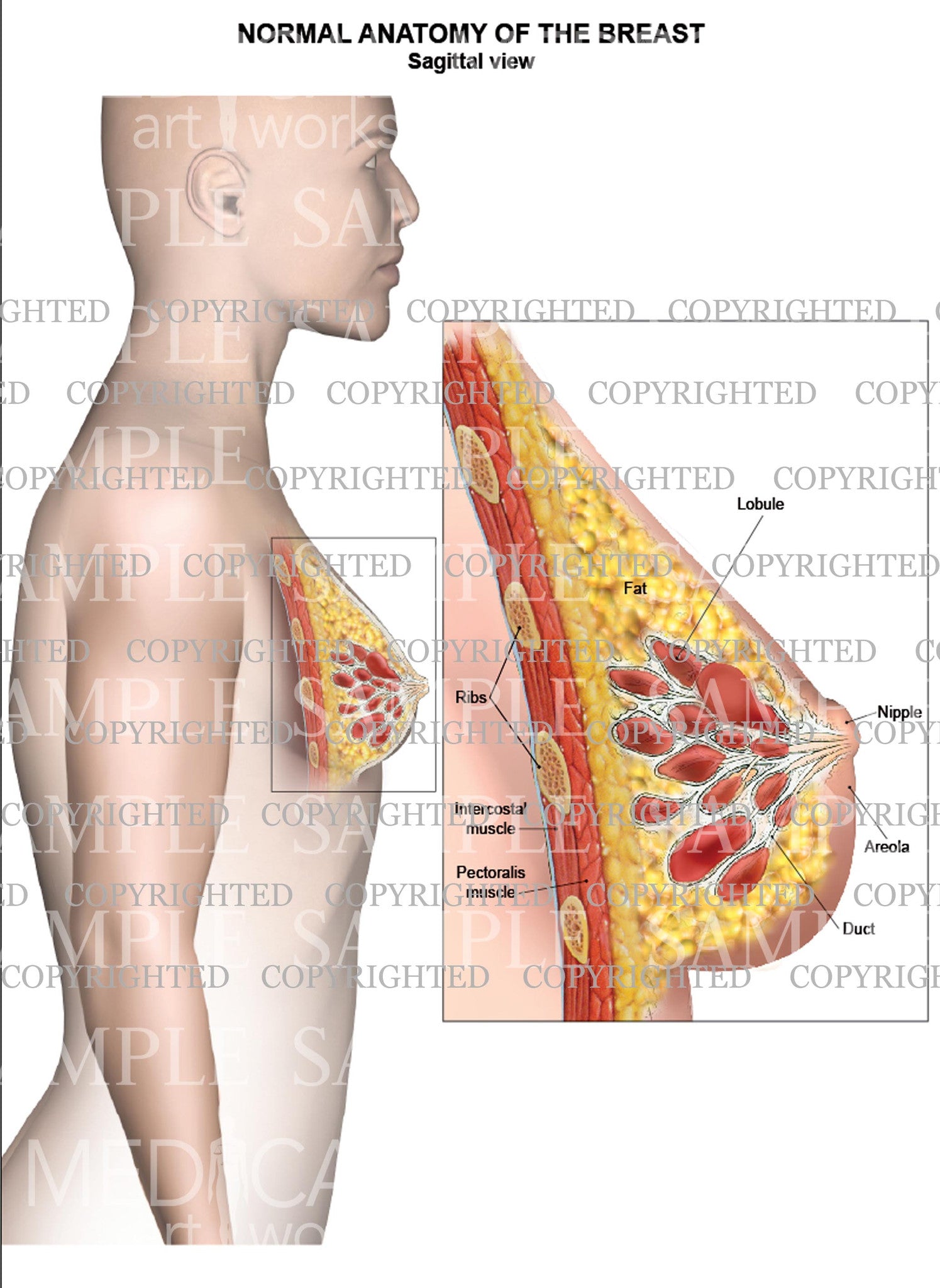This figure shows the horizontal section of the breast in the top view.