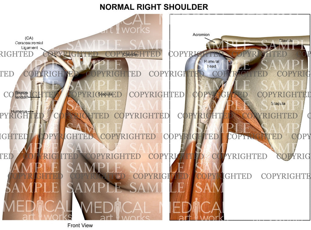 Normal Left Shoulder Anatomy Anterior View