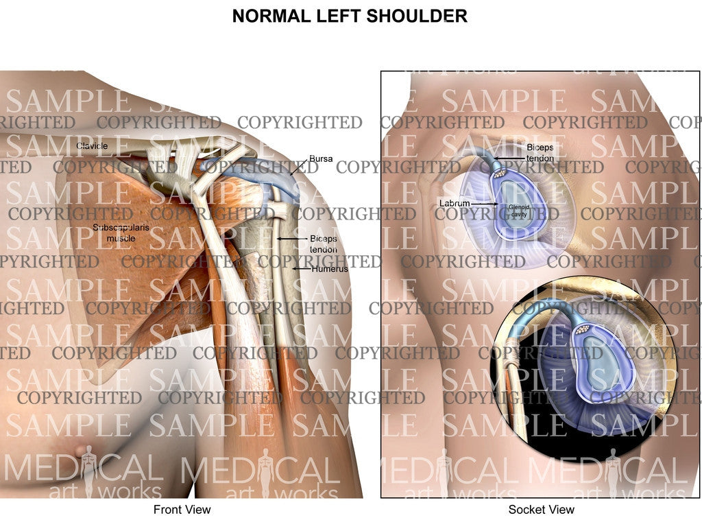 Normal Left Shoulder Anatomy Anterior View