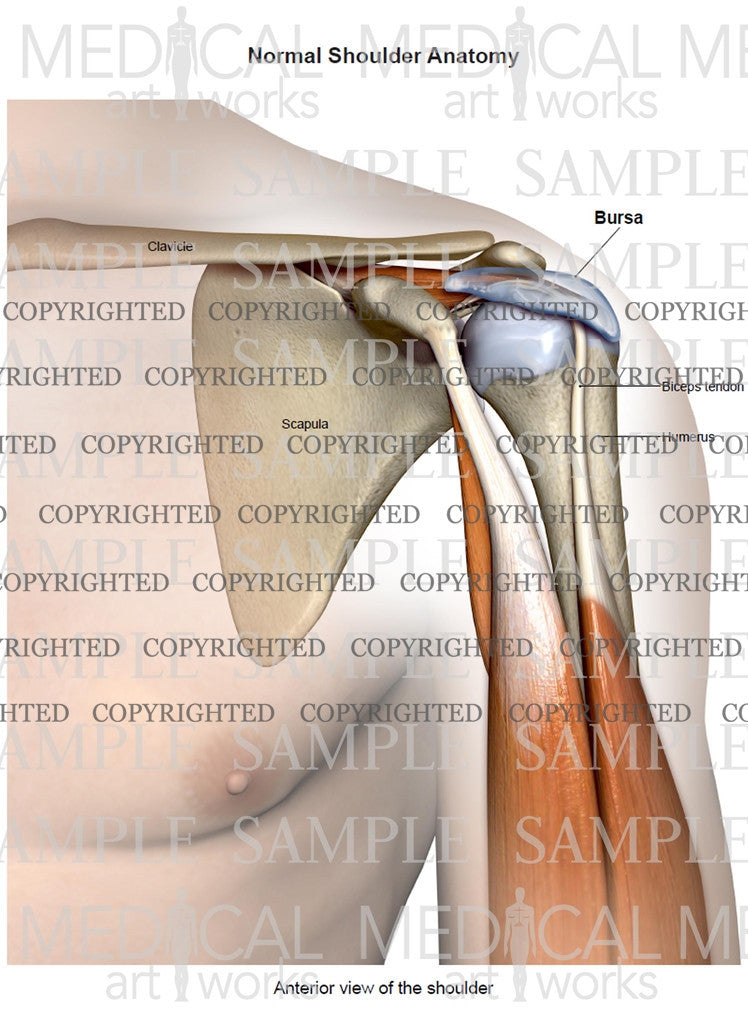 Scapula anatomy | Poster