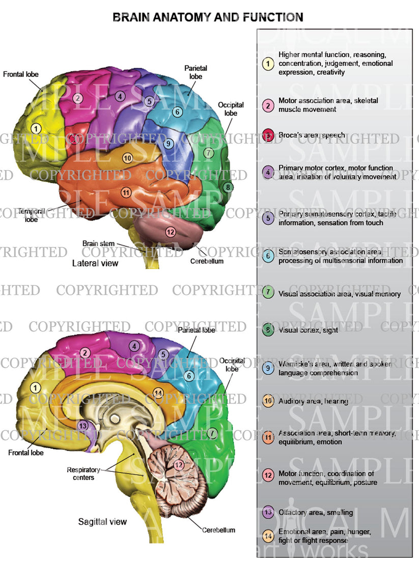 Brain anatomy and function - lateral and sagittal view – Medical Art Works