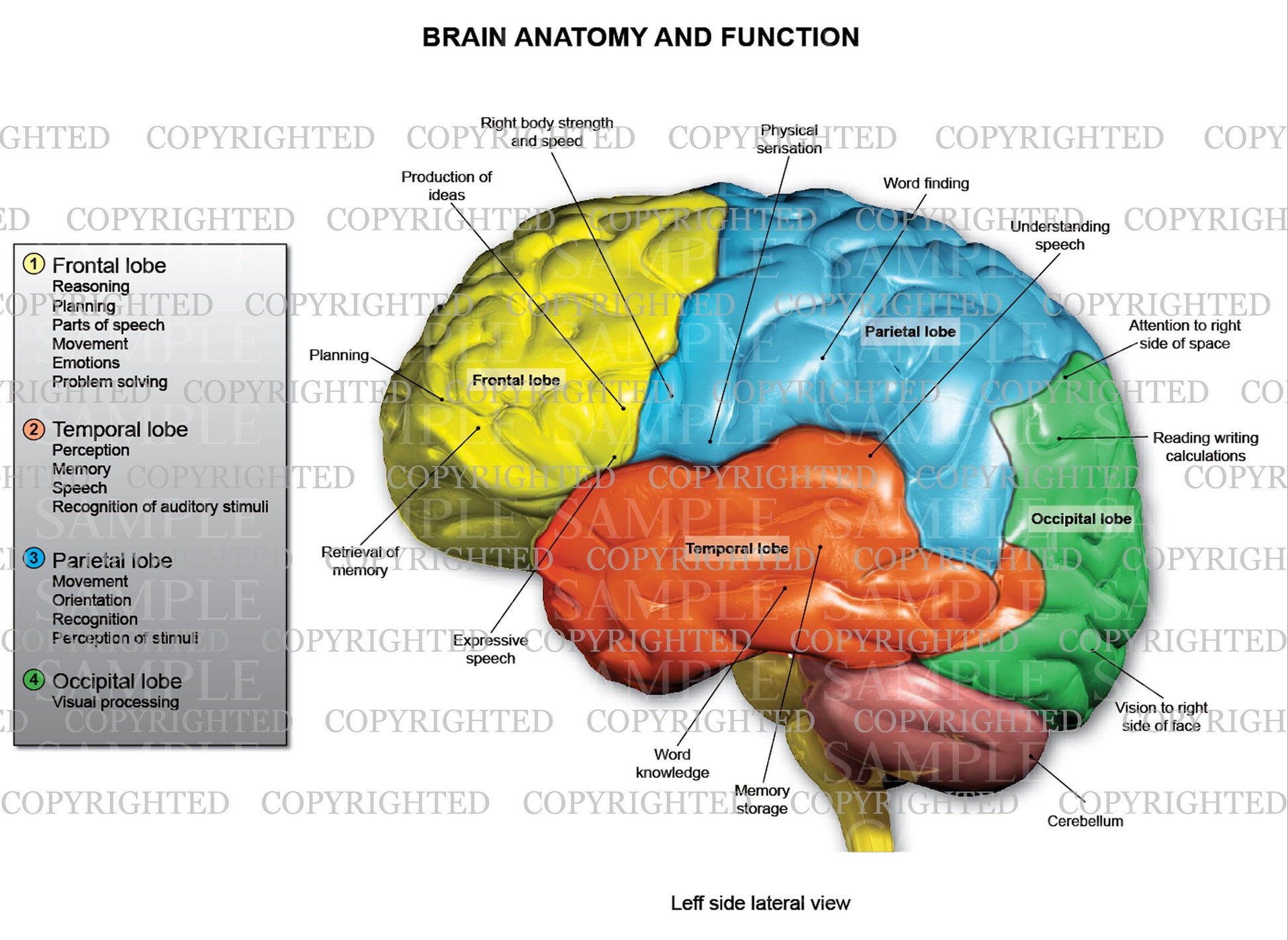 human brain diagram lobes