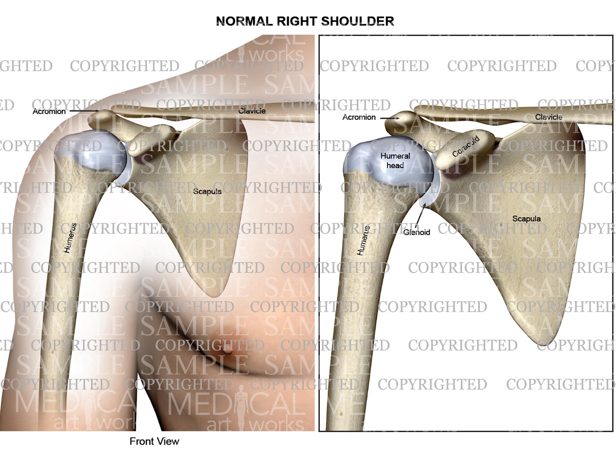 The perfect outlet anatomy shoulder